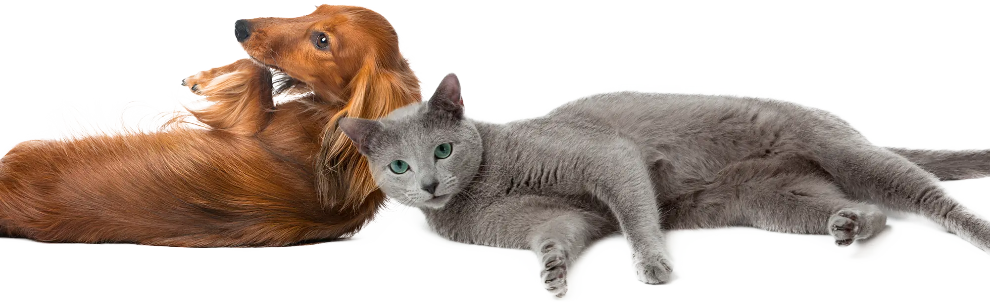 Veterinary care services for cats and dogs in Powder Springs, GA Dachshund and a russian blue cat lying down