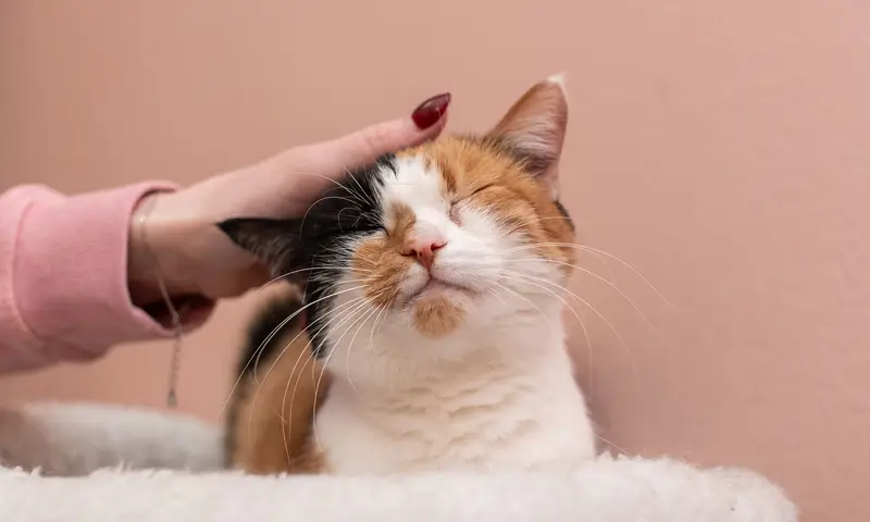 A tortoise-shell cat being petted