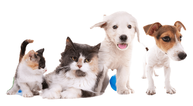 A group of animals A group of animals