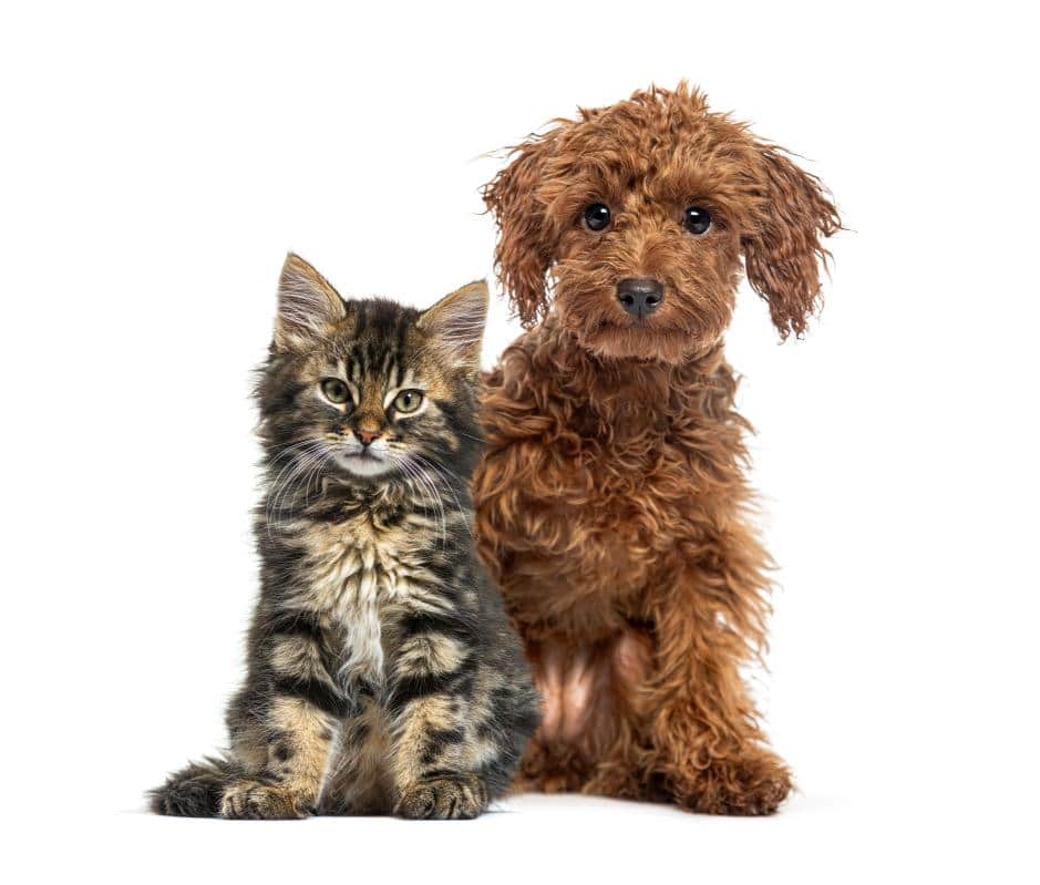Why Establishing a Veterinary Relationship Early Matters for Your Pet’s Health