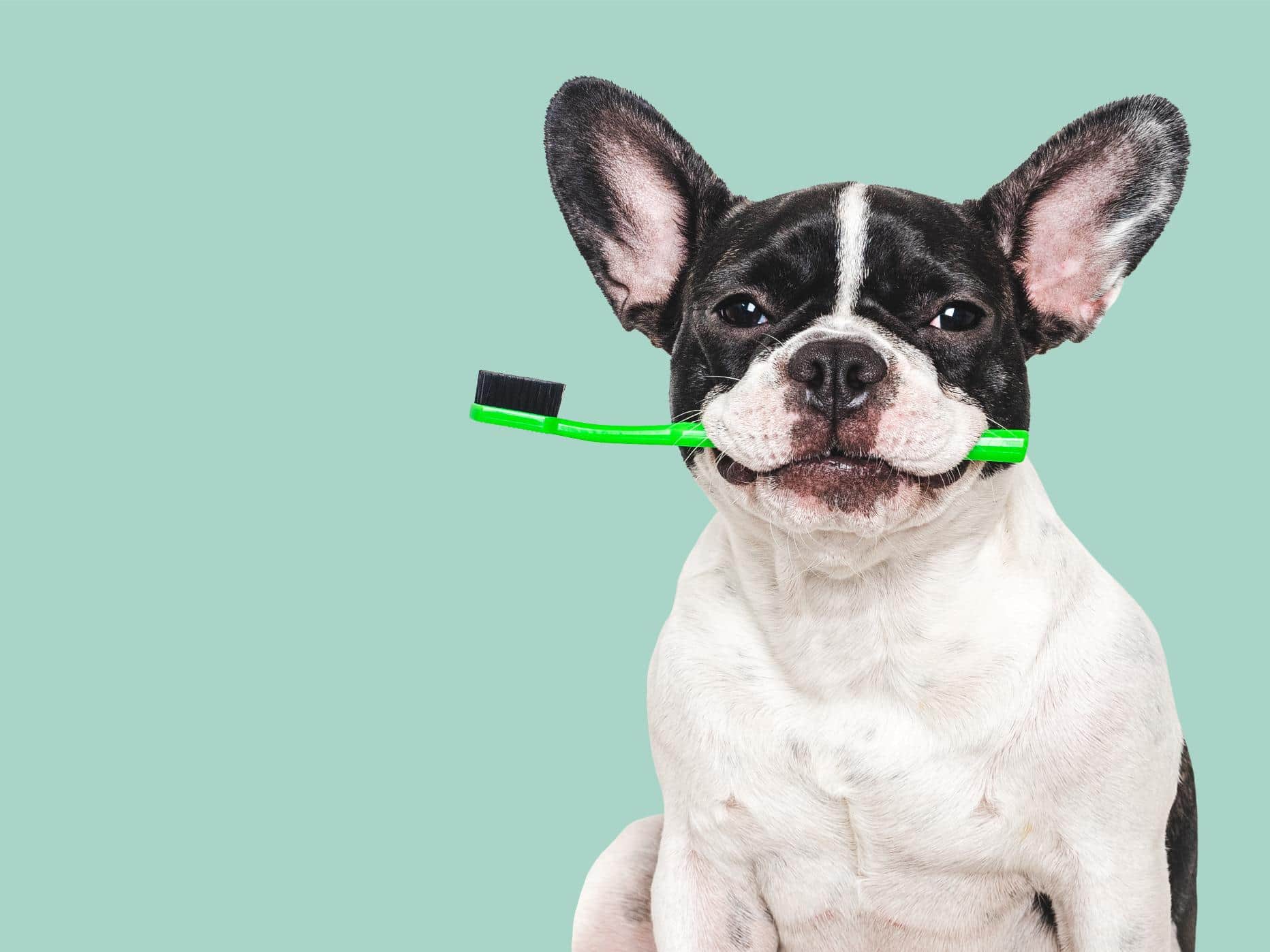 February Pet Dental Tips for Powder Springs Pets