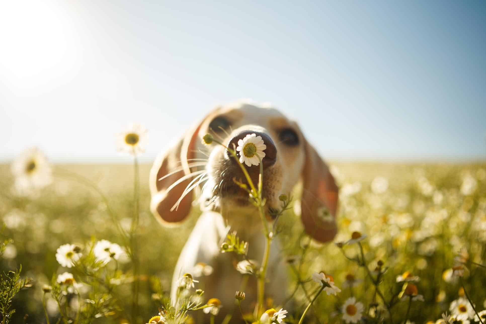 Spring Pet Wellness in Georgia: Fleas, Ticks, and Allergy Care
