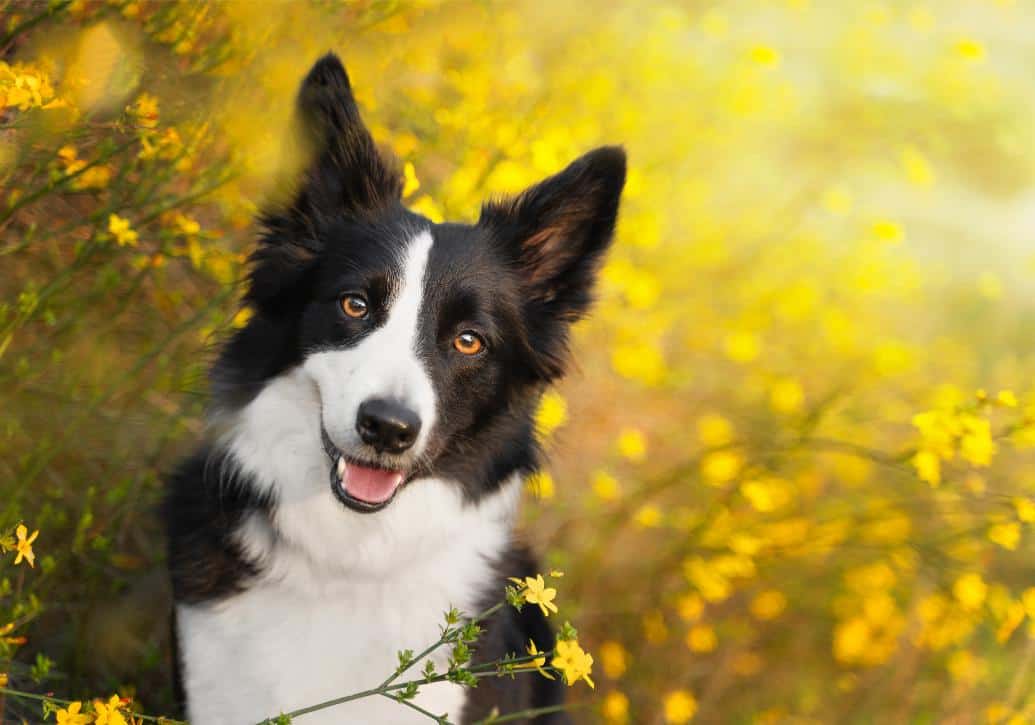 Georgia’s Pollen Layer: Advanced Allergy Relief for 2026