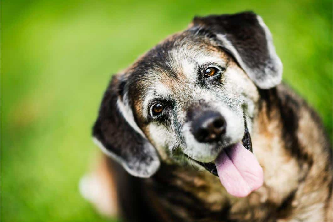 Understanding Canine Cognitive Dysfunction (Dog Dementia)