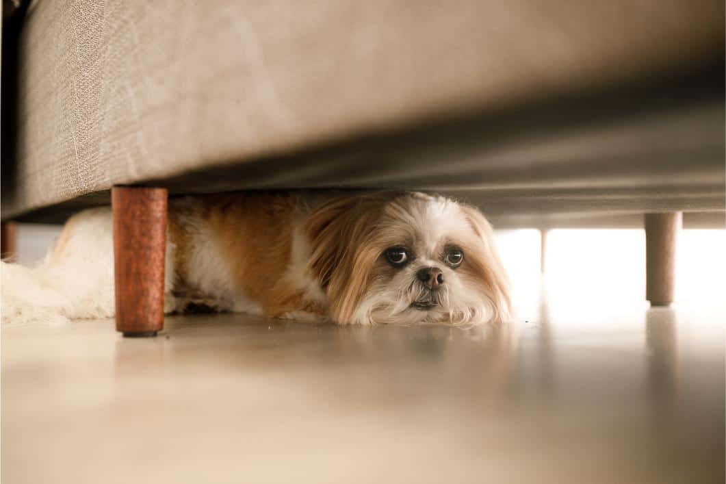 4th of July Safety Tips for Powder Spring Pets