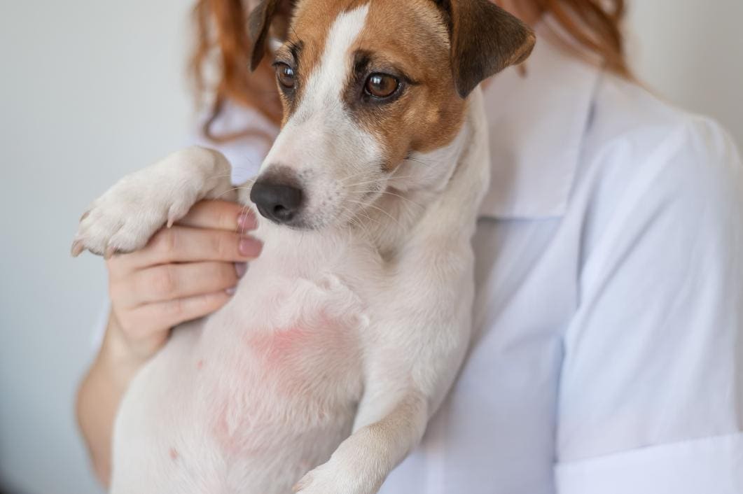 Woman holding a Jack Russell.