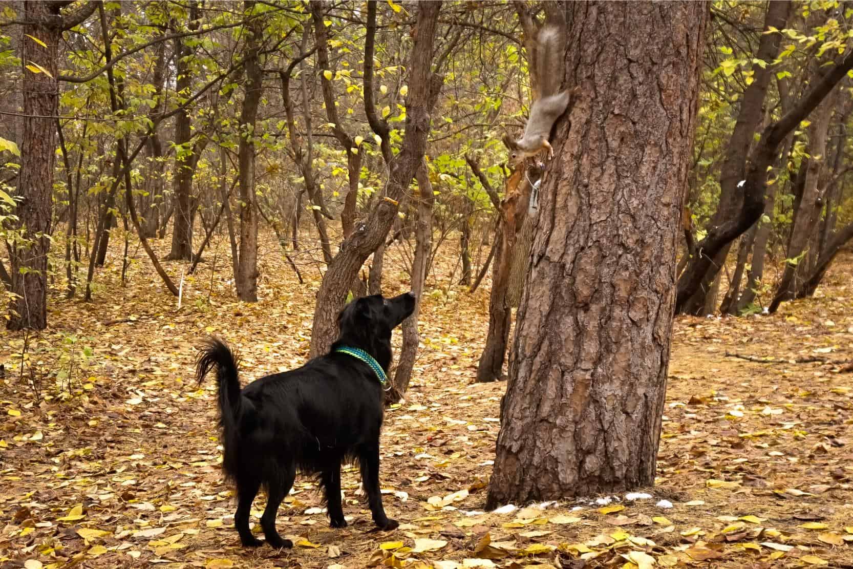 Why Squirrels Suddenly Become a Bigger Problem for Dogs in the Fall