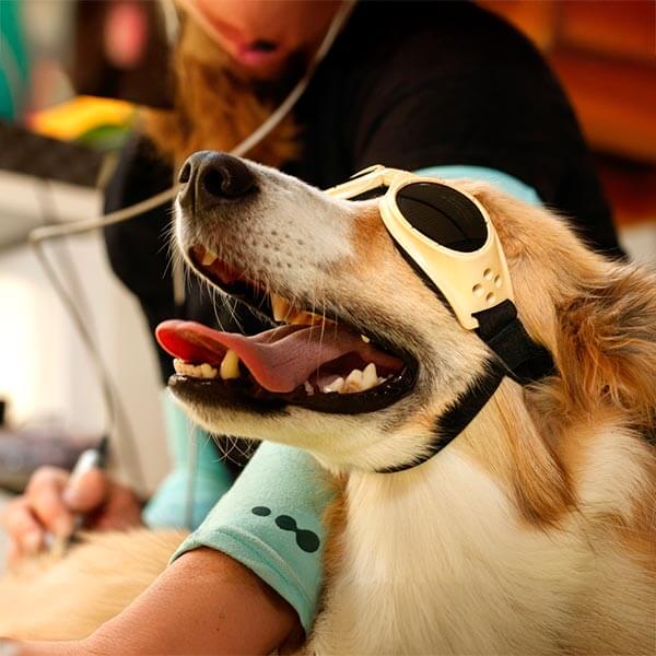A dog getting laser therapy A dog getting laser therapy