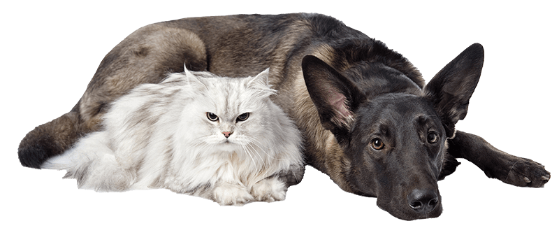 A dog and cat A dog and cat