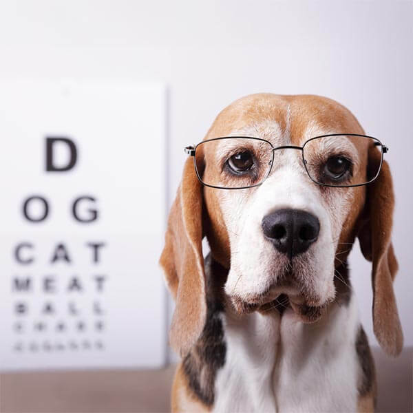 A dog wearing glasses A dog wearing glasses