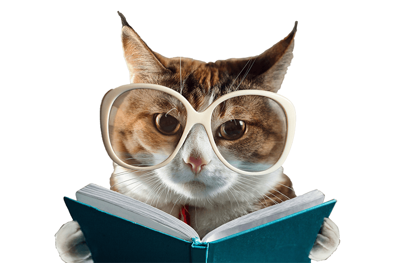 A cat reading A cat reading