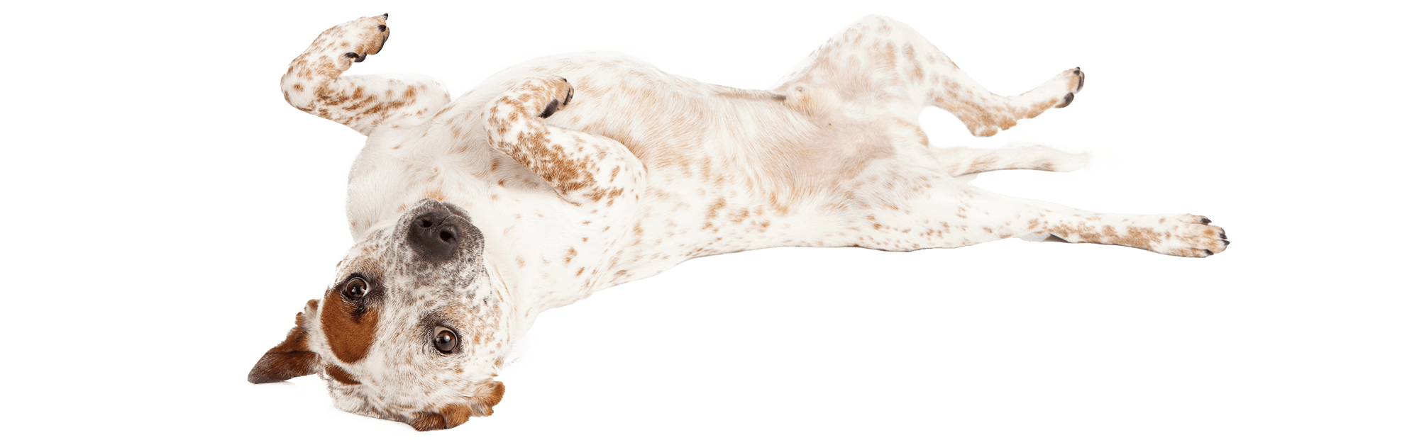 A dog showing off its belly A dog showing off its belly