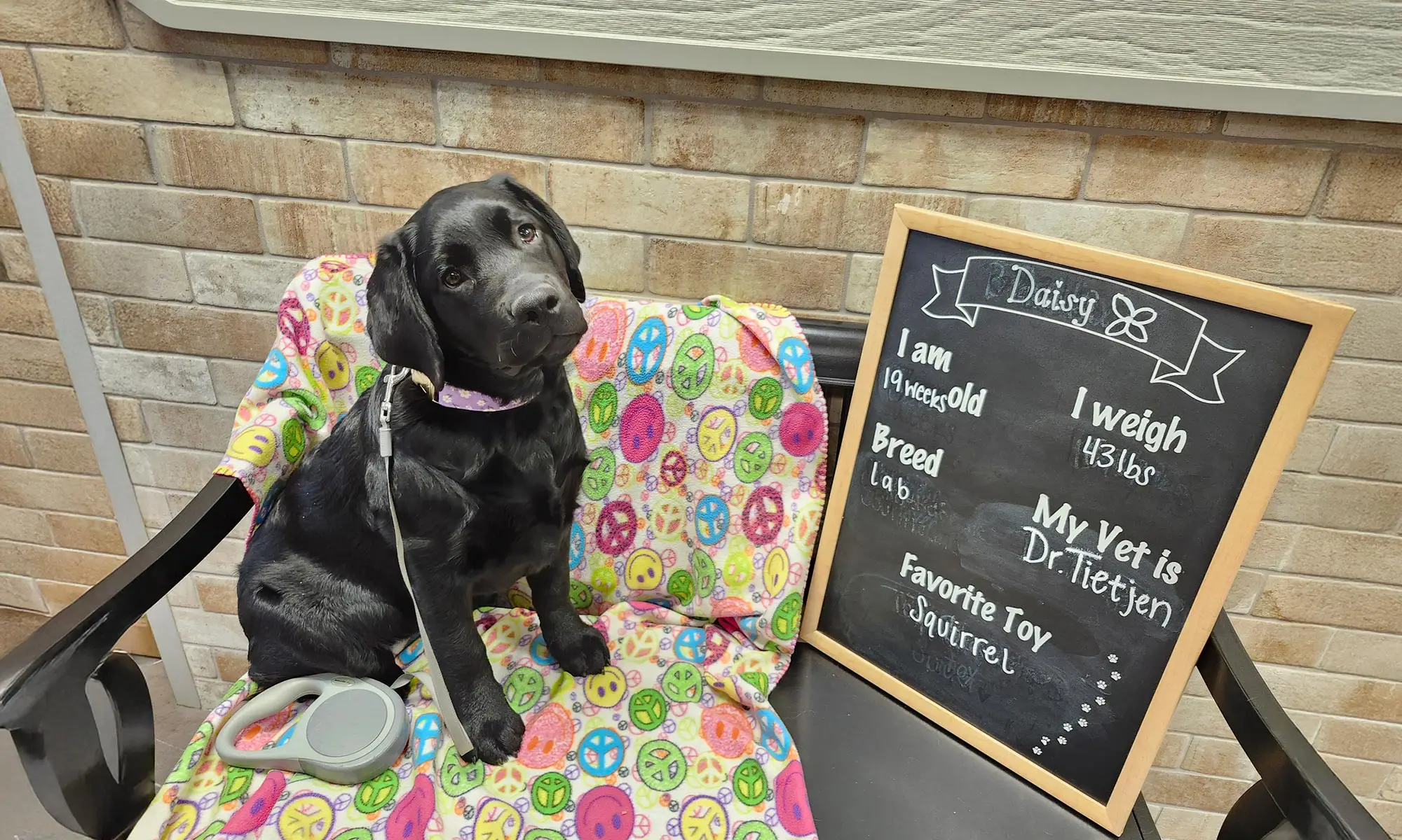 One of our puppy patients