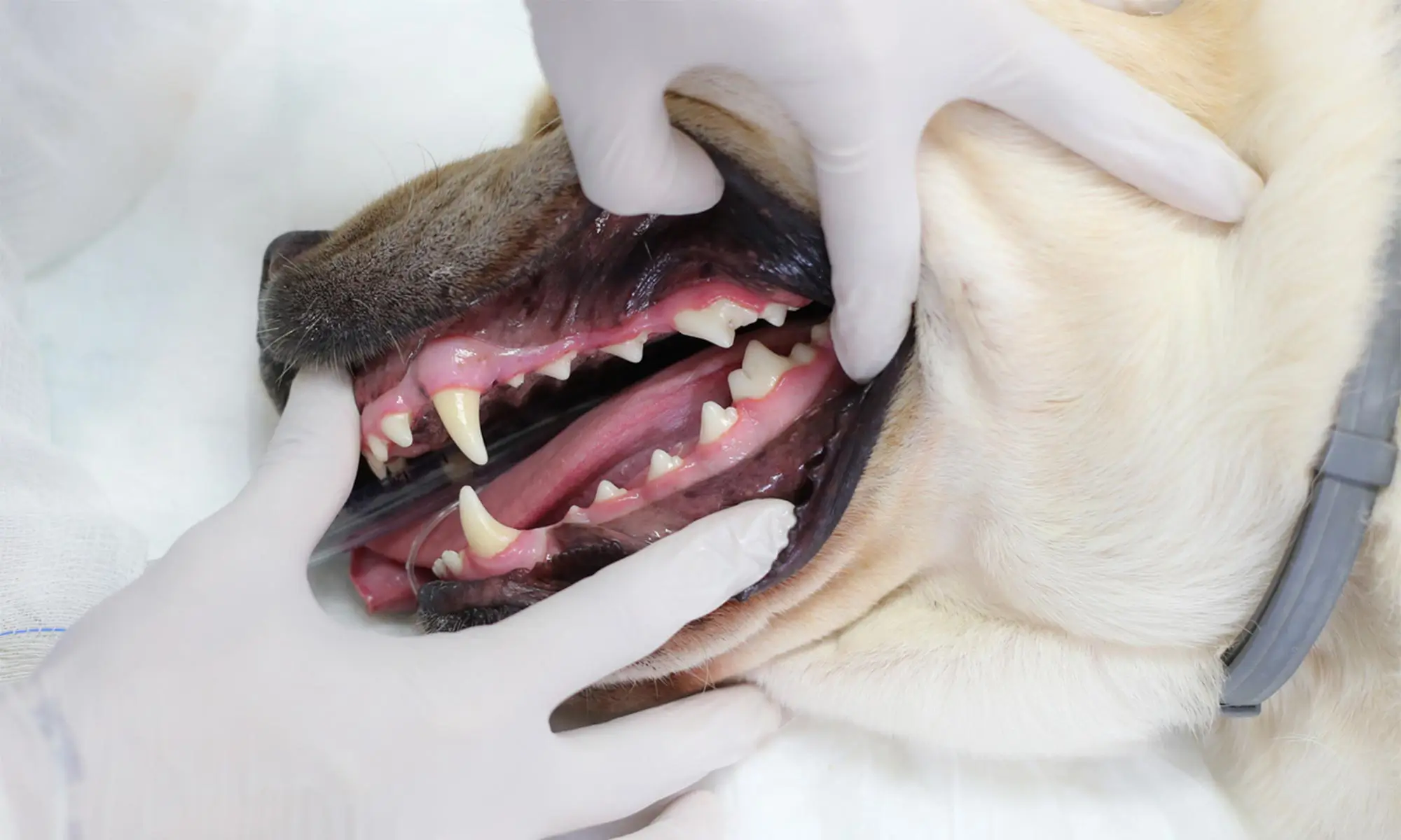 A healthy smile