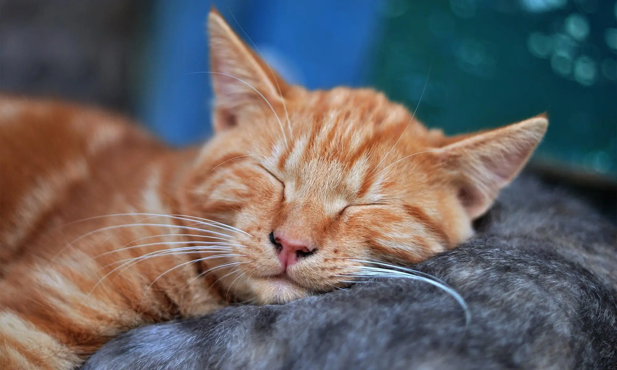 A sleeping cat