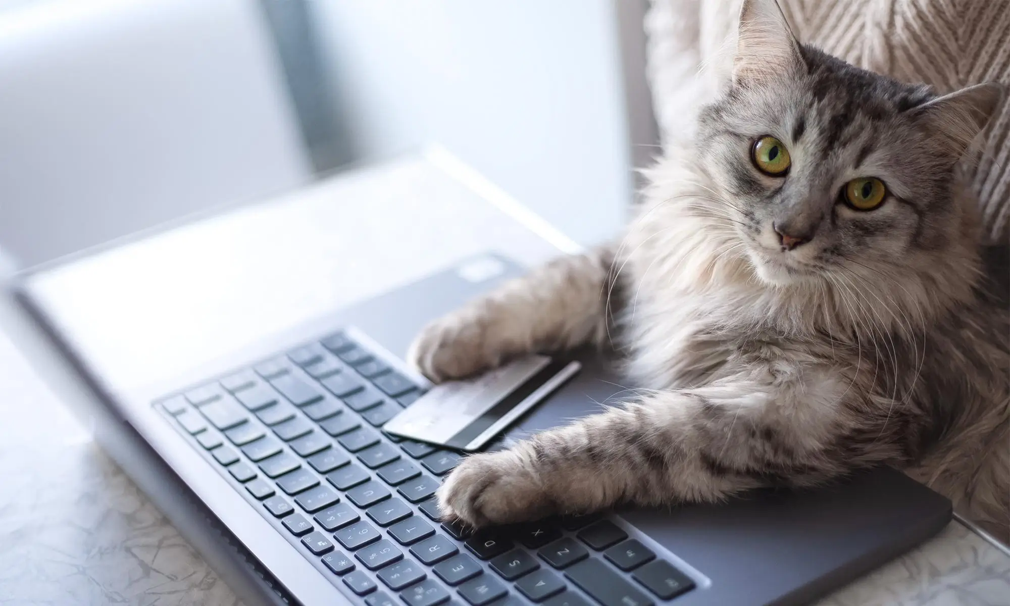 A cat with a credit card