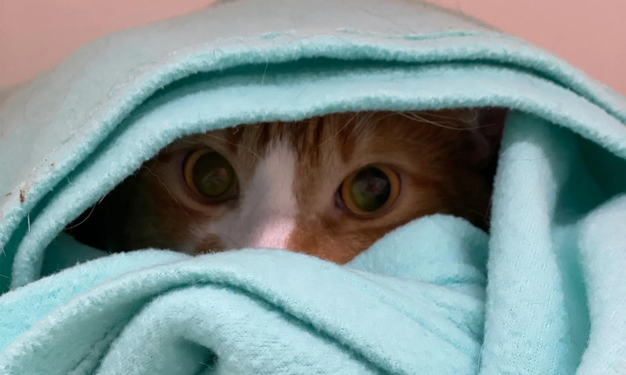A cat hiding in a blanket