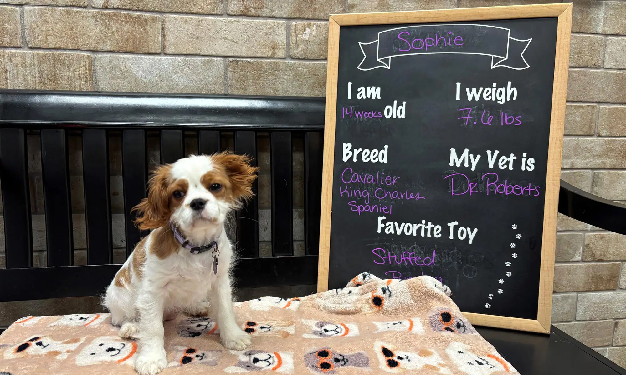One of our canine patients