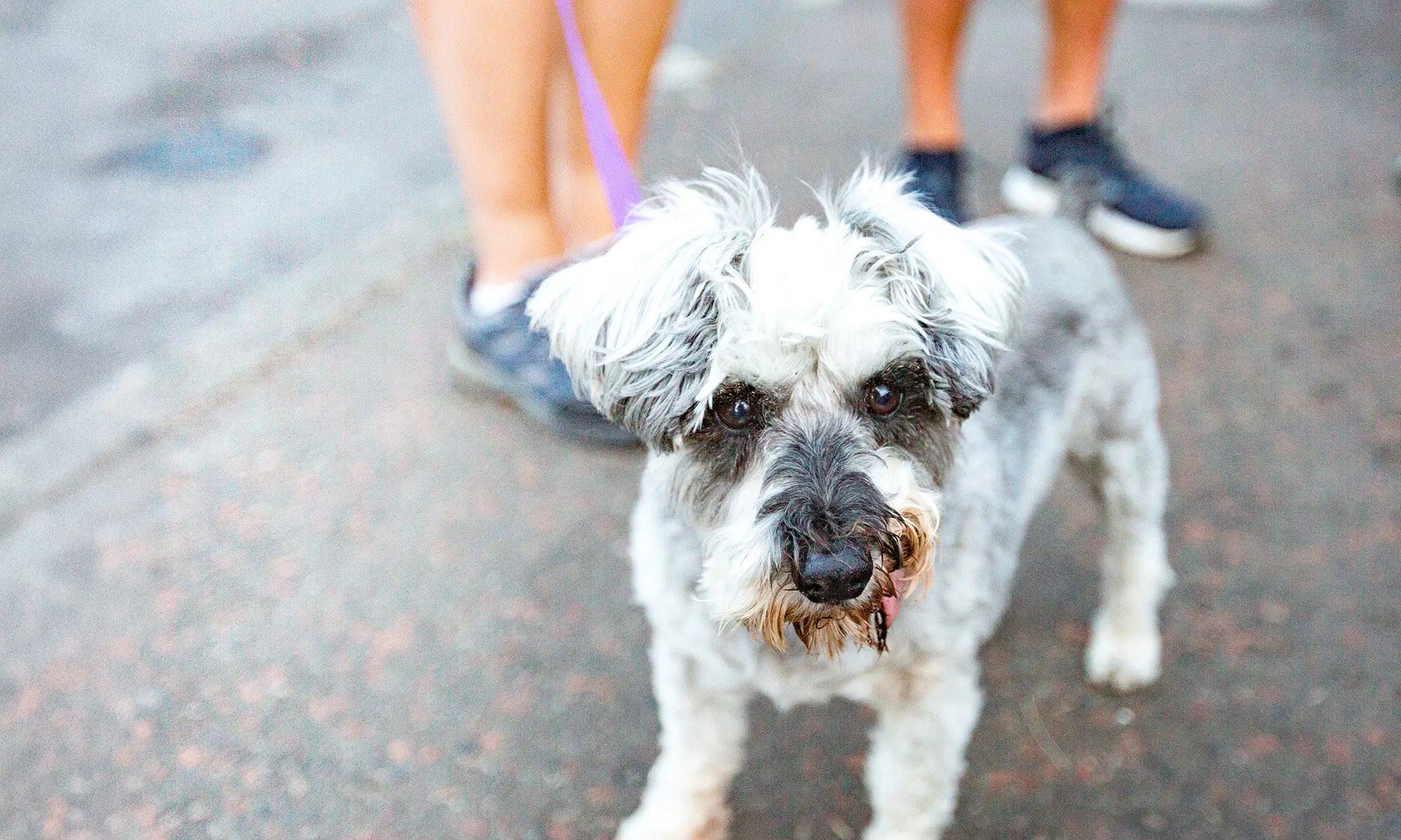 A white and grey dog