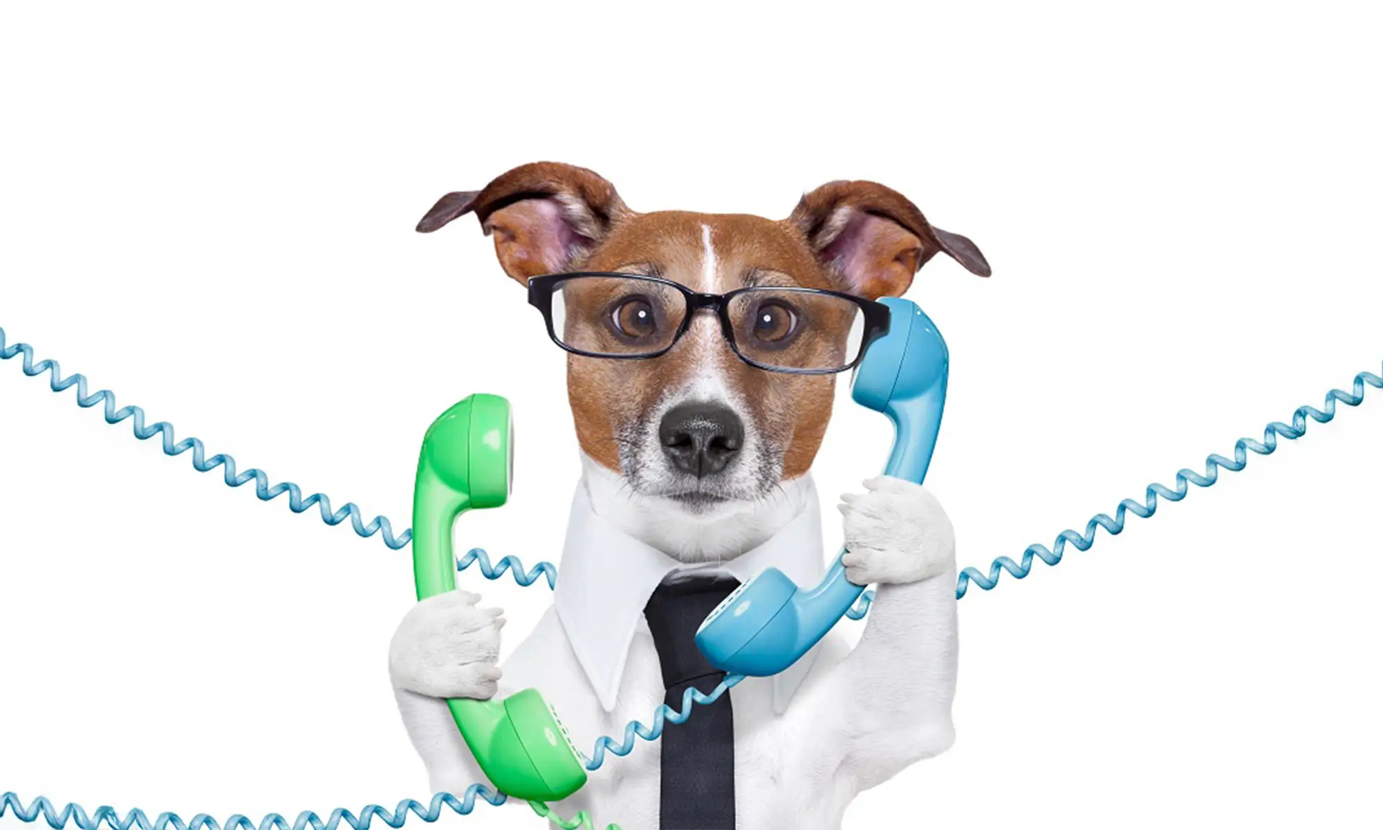 Our doggy staff hard at work