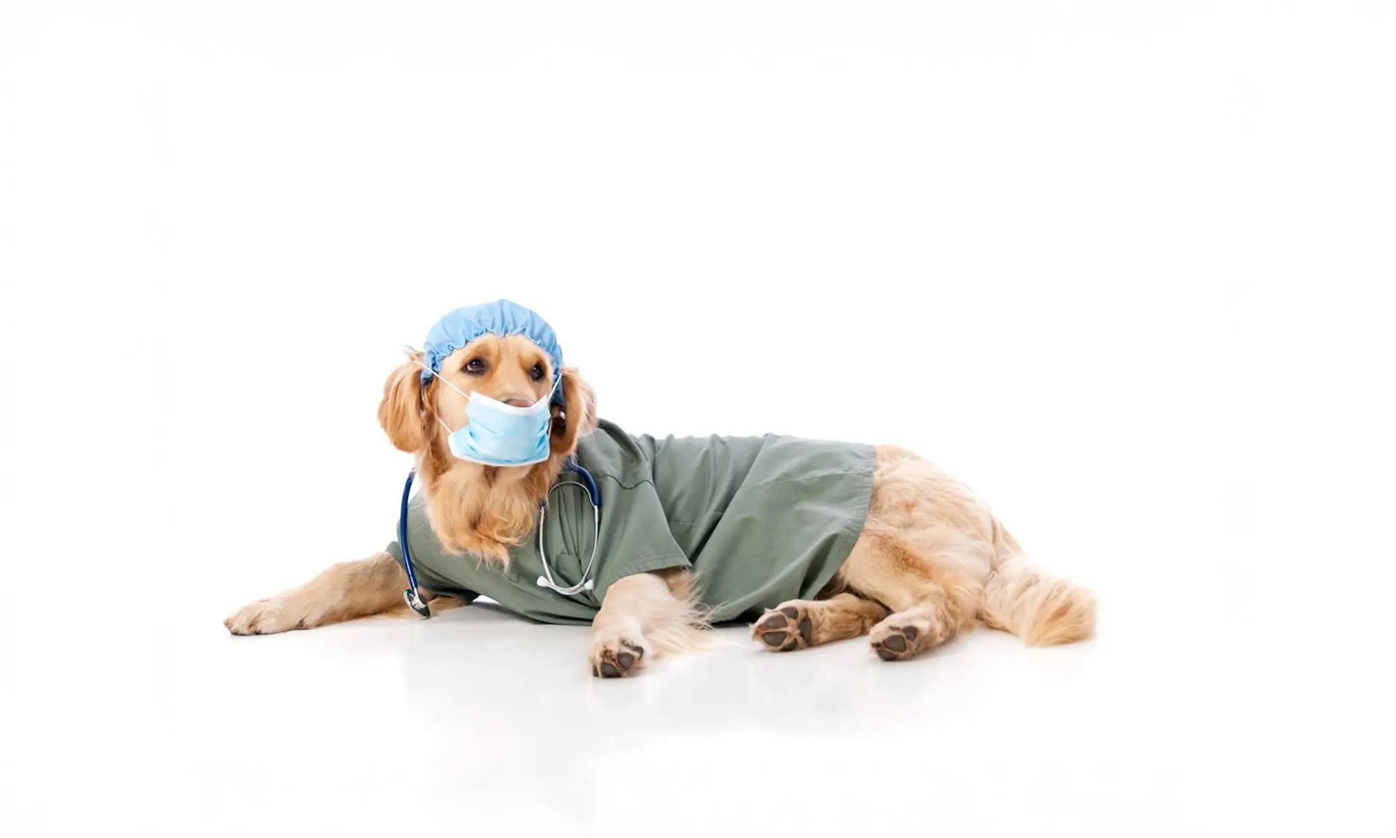 A dog wearing a surgical gown