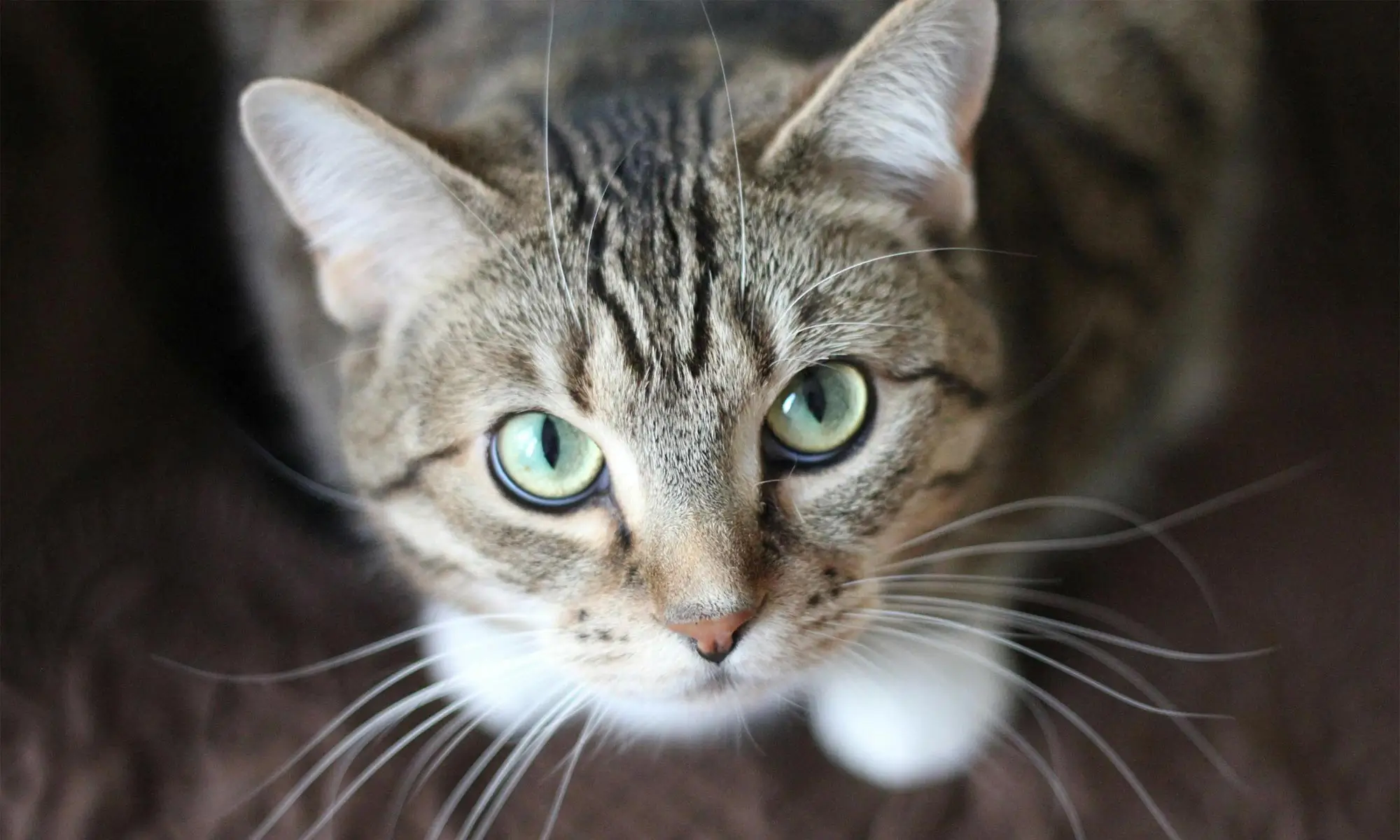 A cat looking upward