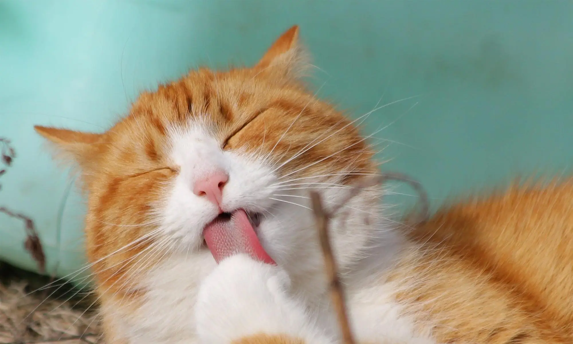 An orange cat grooming